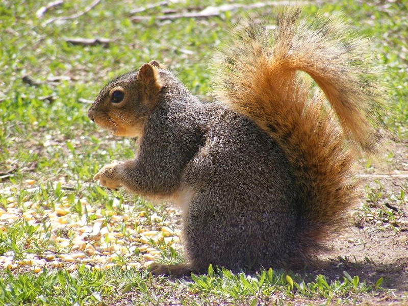 Fox Squirrel