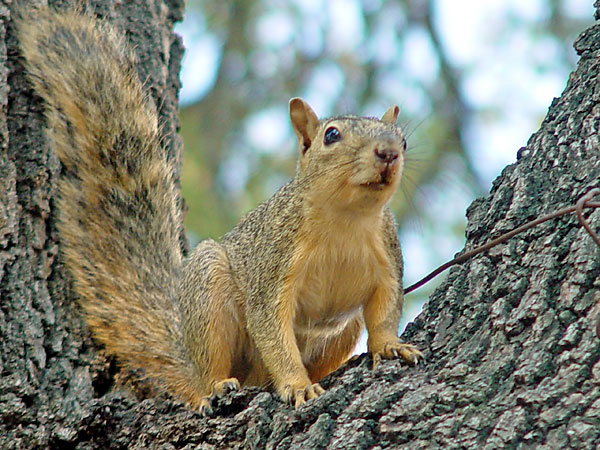 Fox Squirrel