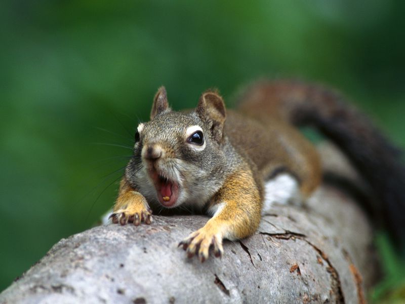 Surprised squirrel